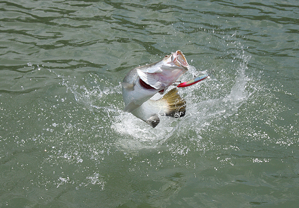 Arnhemland barra blitz